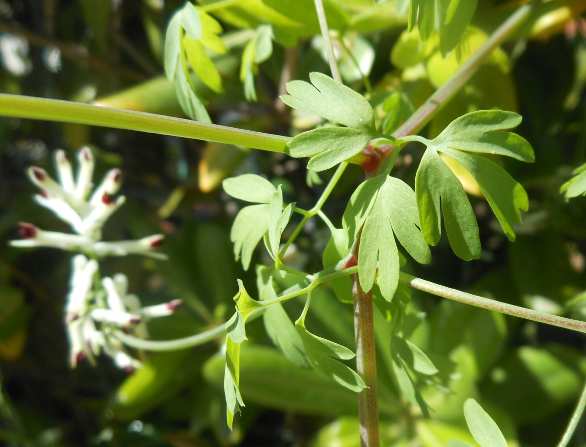 Fumaria flabellata / Fumaria a ventaglio